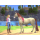 Switch Barbie Horse Trails - 1362903 - zdjęcie 3